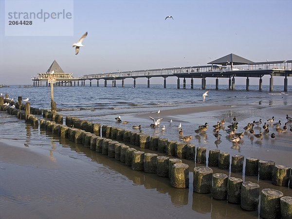 Herde von Enten am Strand mit Kurort im Hintergrund  Mecklenburg-Vorpommern Deutschland