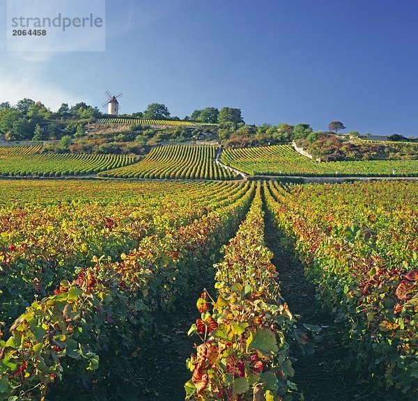 Ernte im Weinberg  Burgund  Frankreich