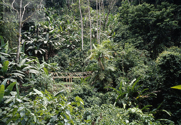 Üppige Vegetation im Regenwald mit einem Bambus-Plankenweg