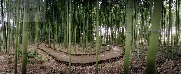 Ein Bambus-Wald  Japan