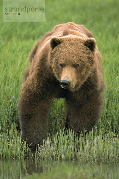 Brown Bear Portrait McNeil River Gebiet SW Alaska Sommer