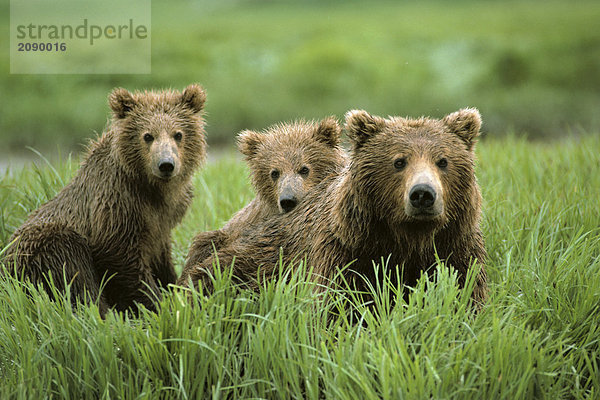 Brown Bear Sow & Cubs McNeil River Gebiet SW Alaska Sommer