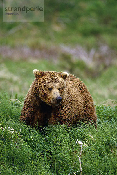 Brauner Bär im Gras Südwesten Alaska Sommer