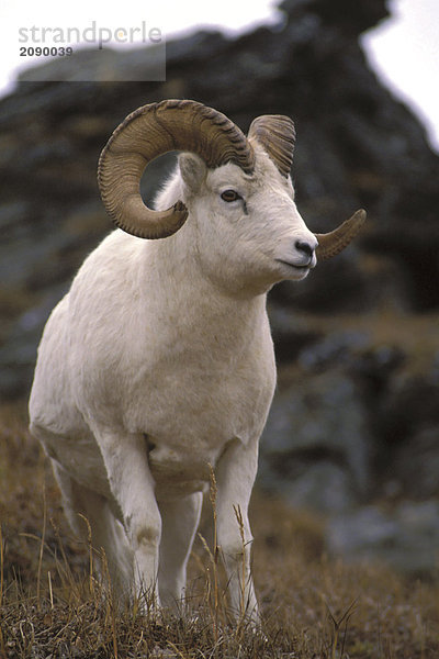 Porträt von Dall-Schafe Ram Alaska Sommer