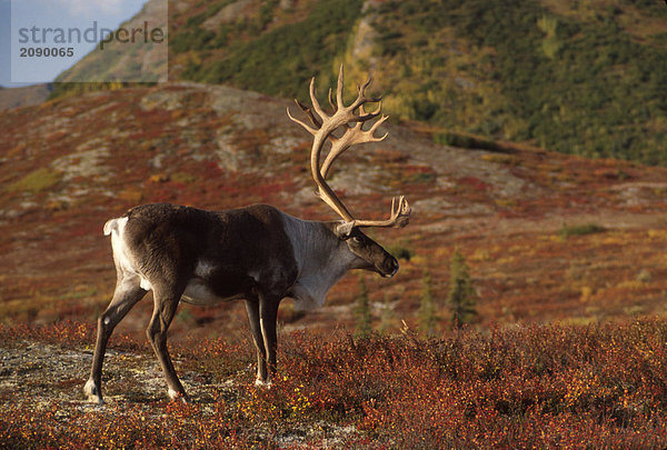 Caribou Denali NP fallen Inland Alaska