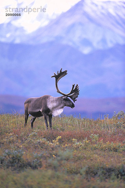 Caribou auf Herbst Tundra Denali Nationalpark AK innere