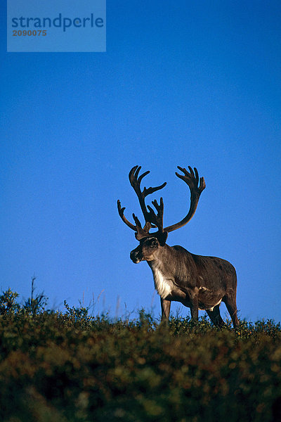 Adult Caribou auf Ridge Inland Alaska