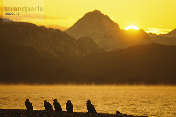 Silhouette der Eagles @ Sonnenuntergang Alaska