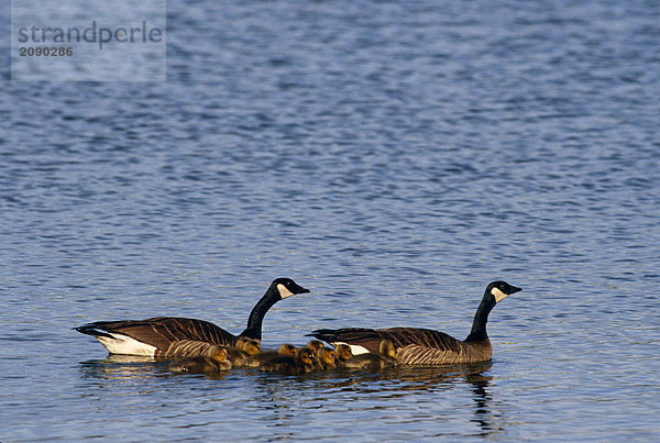 Gänse bernache Kanada mit /nGoslings AK schwimmen sommer scenic