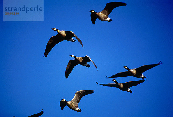 Gänse bernache Kanada im Flug AK Sommer