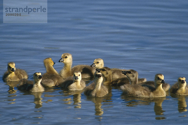 Gruppe von kanadischen Gänseküken in See Sommer Alaska