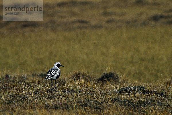 Schwarz-billed Regenpfeifer Prudhoe Bay arktischen Sommer AK