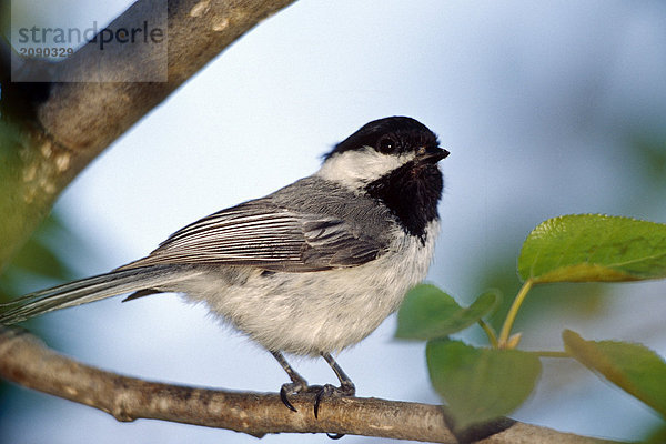 Black begrenzt Chickadee in der Nähe von Portage-Gletscher Alaskas