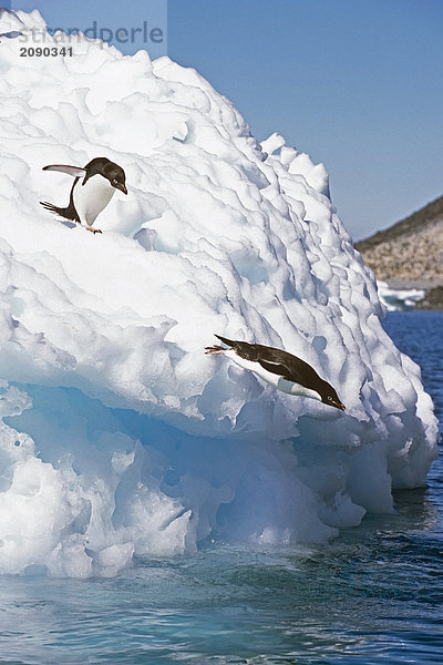 Adeliepinguine Tauchen off Iceberg in südlichen Atlantik Antarktis Sommer