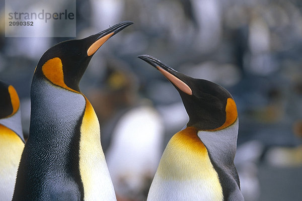Closeup of König Penguins in Kolonie South Georgia Insel antarktischen Sommer
