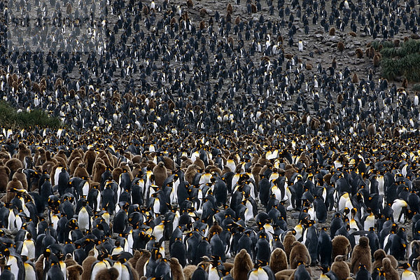 Massive Kolonie von König Penguins & Bast Boys Südgeorgien Insel antarktischen Sommer