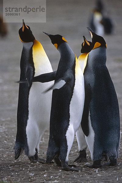 Closeup von vier King Pinguinen Interaktion zusammen Südgeorgien Insel antarktischen Sommer