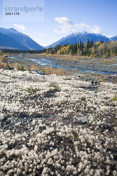 Alaska Baumwolle Gras in voller Blüte am Alaska Highway im Frühherbst.