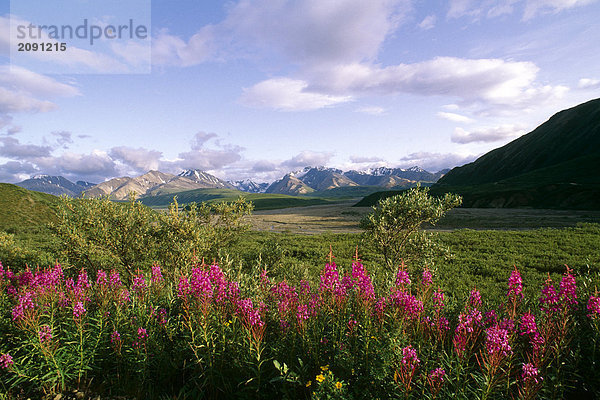 Schmalblättriges Weidenröschen Alaskakette Denali NP Sommer AK