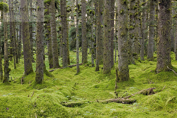 Fichtenwald & Moss in der Nähe der Küste südwestlich Alaska Kodiak-Insel