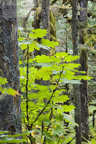 Fichte Forest w/Devils Club Kodiak-Insel Südwesten Alaska Herbst
