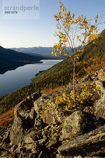 Aspen Baum Selby See Brookskette Herbst AK Toren von der Arktis NP Arktis scenic