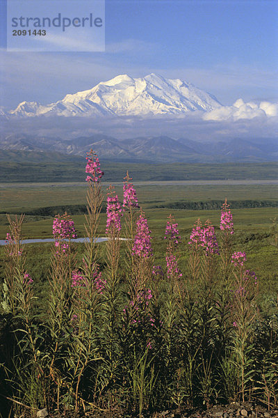 Schmalblättriges Weidenröschen & Mt McKinley Sommer Inland Alaska