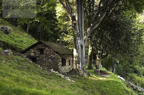Hütte im Wald  Tessin  Schweiz