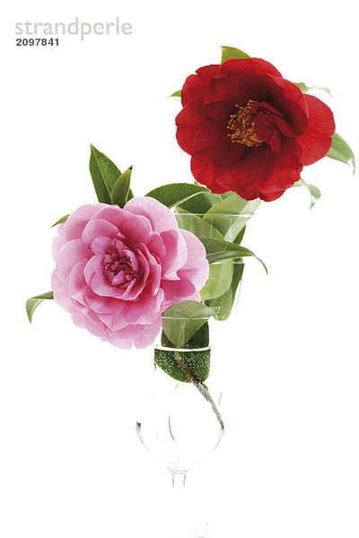 Rosa und rote Kamelien  (Camellia japonica)  Nahaufnahme
