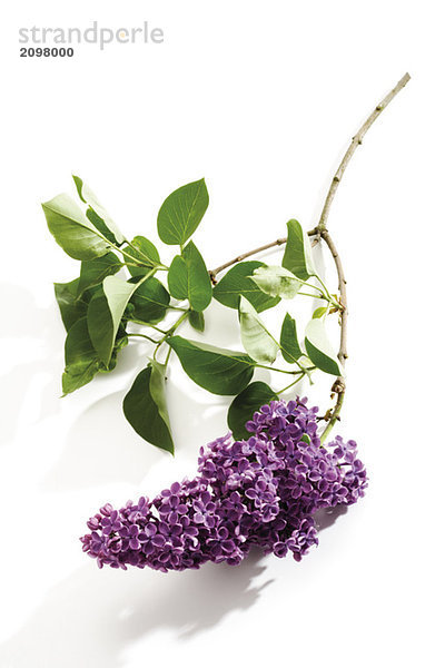 Flieder (Syringa vulgaris)  Nahaufnahme