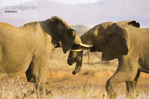 Südafrika  Krüger Nationalpark  Elefanten kämpfen