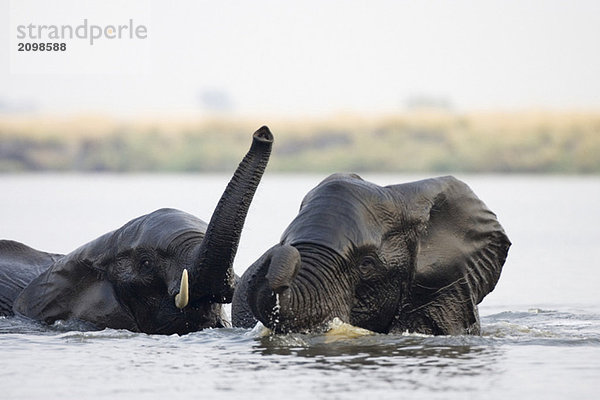 Africa  Botswana  Chobe National Park  Elefants in water