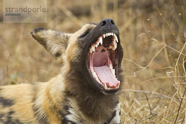 Südafrika  Krüger Nationalpark  Afrikanische Wildhunde (Lycaon Pictus)