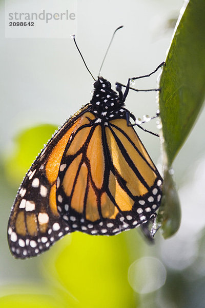 Monarch Schmetterling (Danaus plexippus) auf Blatt  Nahaufnahme