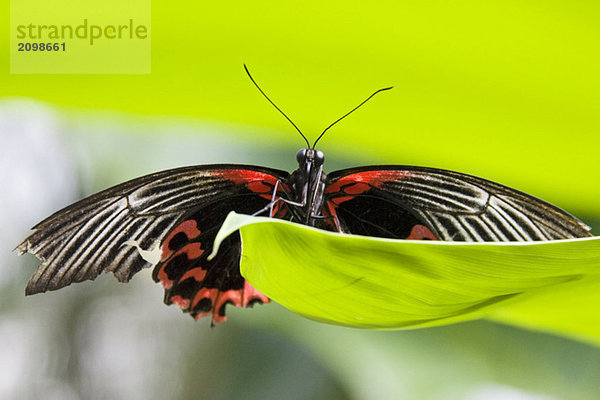 Papilio Rumanzovia Schmetterling auf Blatt  Nahaufnahme