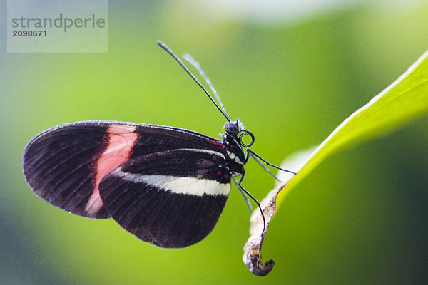 Postman butterfly (Heliconius erato)  on leaf