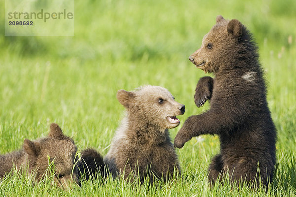 Europäische Braunbärenkinder spielen ((Ursus arctos)  Nahaufnahme