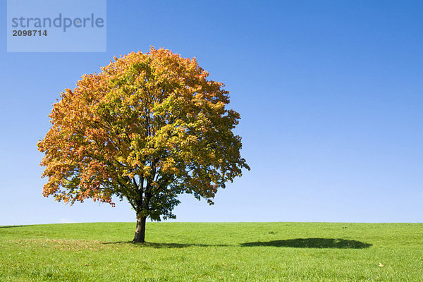 Germany  Bavaria  autumnal maple tree