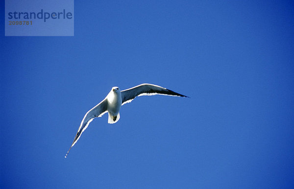 New Zealand  Seagull in flight