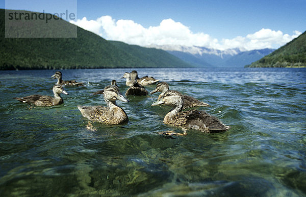 Neuseeland  Südinsel  Lake Rotoroa  Entenschwarm im Wasser