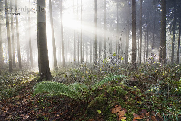 Germany  Berlingen  Fern in misty forest