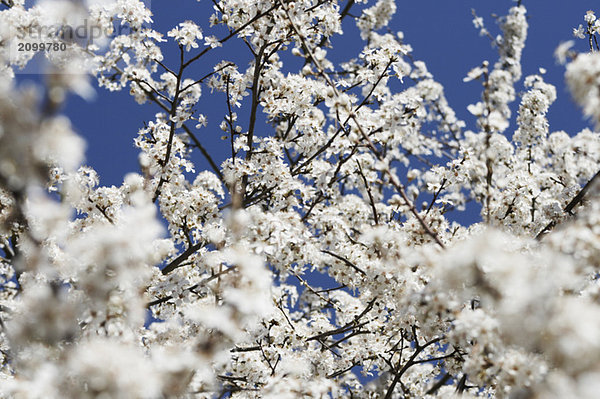 Kirschblüte  Nahaufnahme