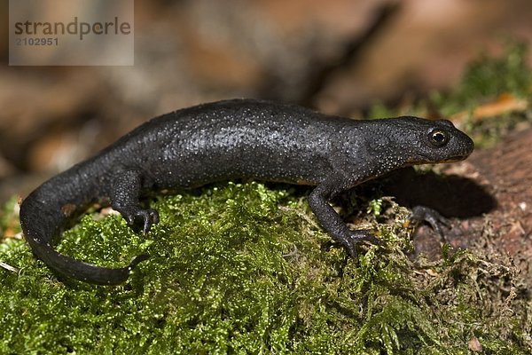 Nahaufnahme der Bergmolch (Triturus Alpestris) auf Gras  Schleswig-Holstein  Deutschland