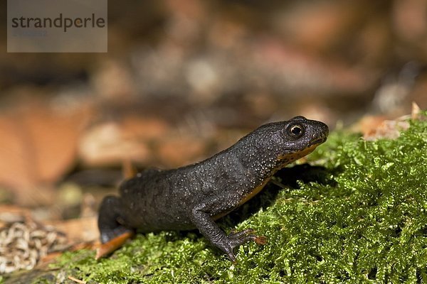 Nahaufnahme der Bergmolch (Triturus Alpestris) auf Gras  Schleswig-Holstein  Deutschland