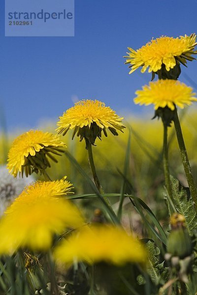 Nahaufnahme der Löwenzahn (Taraxacum Officinale) Blumen blühen im Feld  Schleswig-Holstein  Deutschland