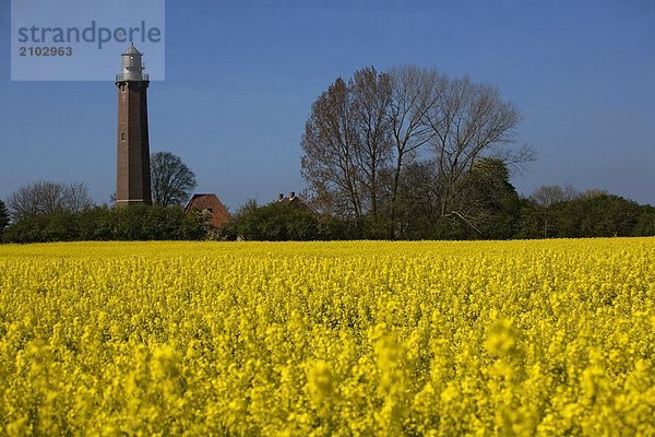 Oilseed Rape Feld mit Leuchtturm im Hintergrund  Lübeck  Schleswig-Holstein  Deutschland