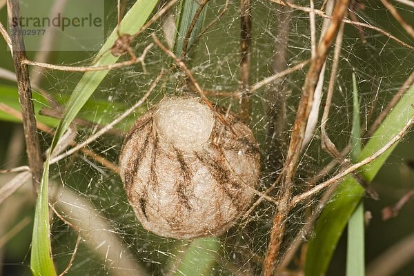 Nahaufnahme der Wasp Spider (Argiope Bruennichii) Ei in Kokon auf Grashalm  Schleswig-Holstein  Deutschland