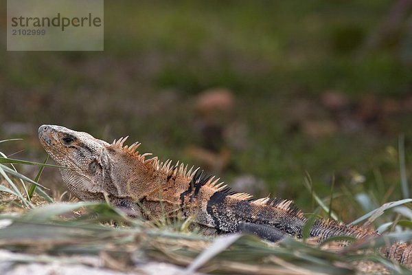 Nahaufnahme der Leguan im Feld