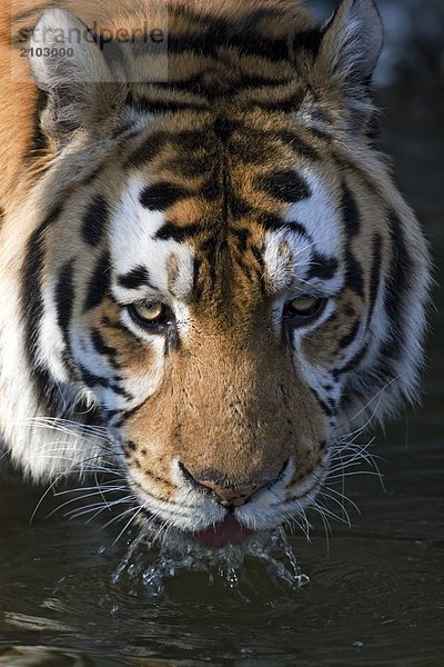 Nahaufnahme des Sibirischen Tiger (Panthera Tigris Altaica) Trinkwasser aus Wasserloch