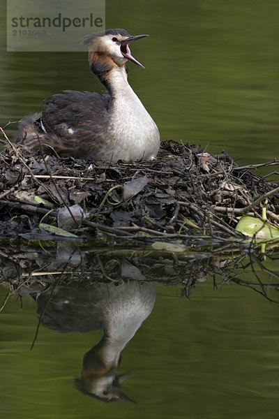 Nahaufnahme der Haubentaucher (Podiceps Cristatus) auf sein Nest im Wasser